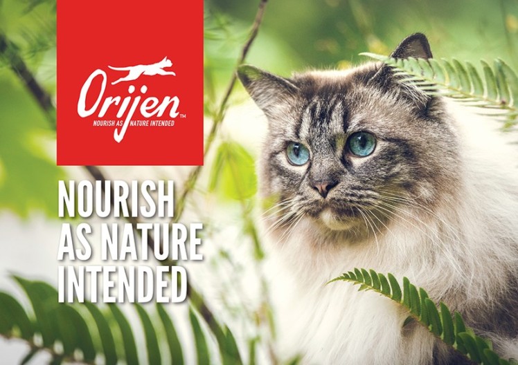 Brochure - Orijen Cat (pack of 20)